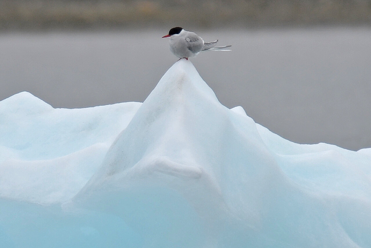 Arctic Tern on ice